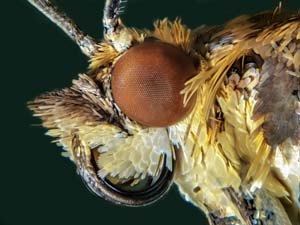Eye and proboscis from small moth