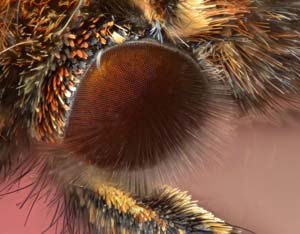 Extreme macro photo of butterfly eye