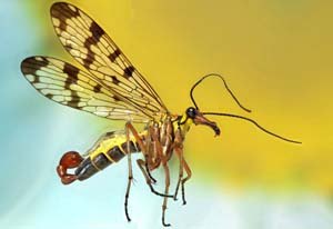Scorpion Fly