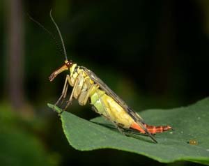 Macro photo of Common Scorpionfly female