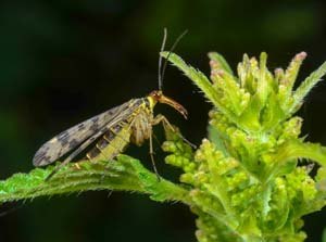 Macro photo of Common Scorpionfly.