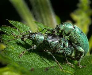 Green weevils make love in the summer heat