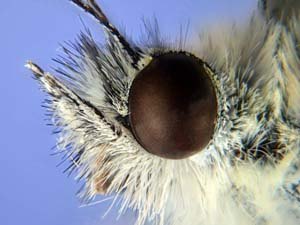 Butterfly's eye 