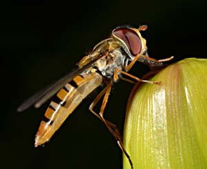 Macro photo Marmalade hoverfly