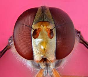 Extreme macro of hoverfly