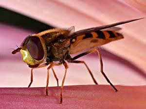 Macro photo of Common banded hoverfly