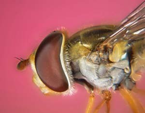 Extreme macro of hoverfly