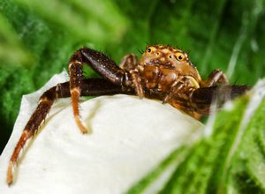 Common Crab Spider with eggs