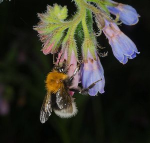 Macro photo of Tree bumblebee
