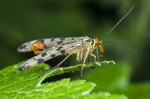 Macro photo of scorpion Fly