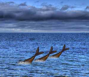 Røget makrel synkronsvømning - surrealistisk fotografi